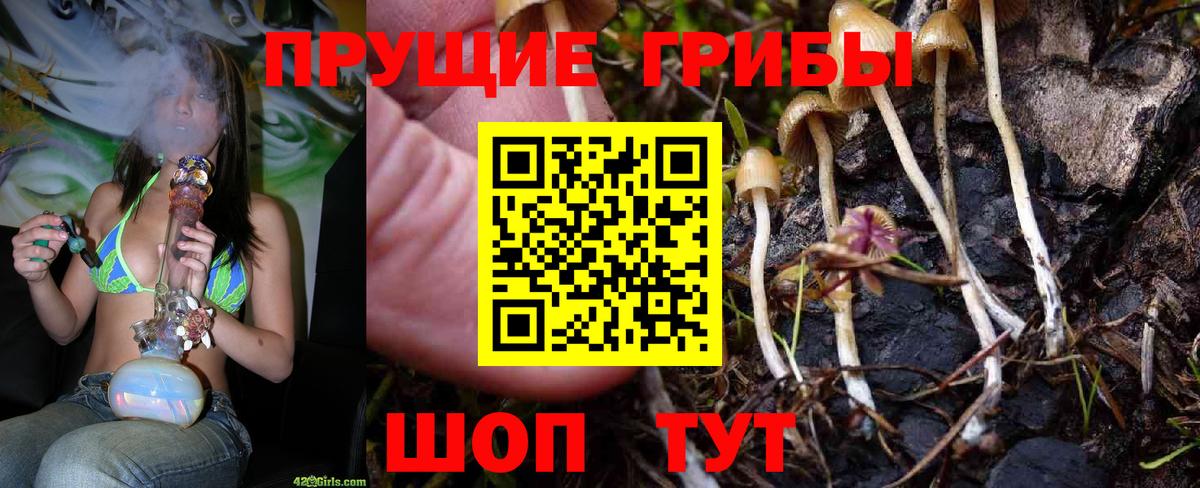 Курчалой  Псилоцибиновые грибы Psilocybine cubensis  Галлюциногенные грибы MAGIC MUSHROOMS  Вход с VPN 